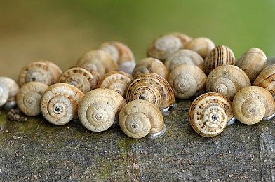 反重力竞速游戏《红视2》延期至6月17日发售